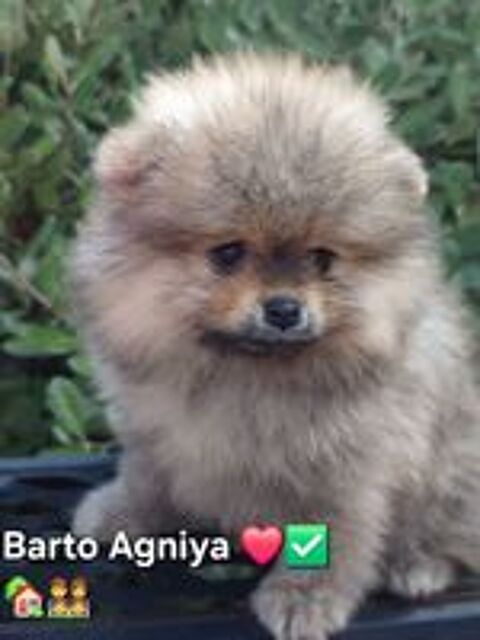   2 chiots Spitz Petit LOF 