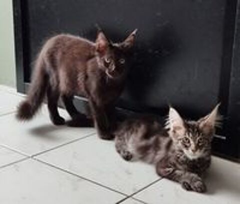   Maine Coon loof  