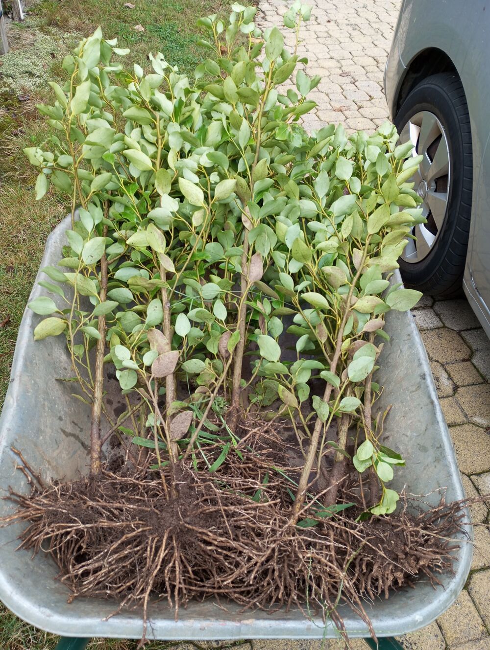 Plants de griseline Jardin