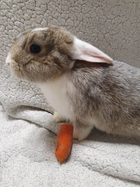 Lapins 30 72130 Fresnay-sur-sarthe