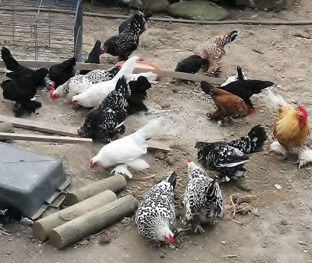   poules et coqs nains SABELPOOT 