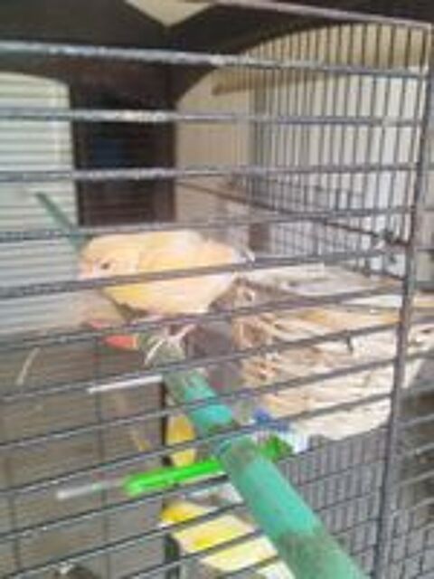   Canaris  