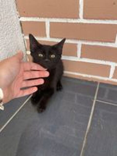   Chatons 