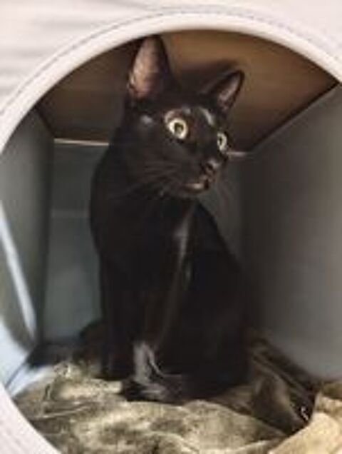   COCO 