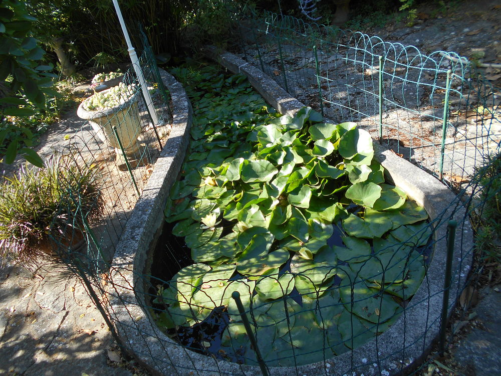 n&eacute;nuphar Jardin