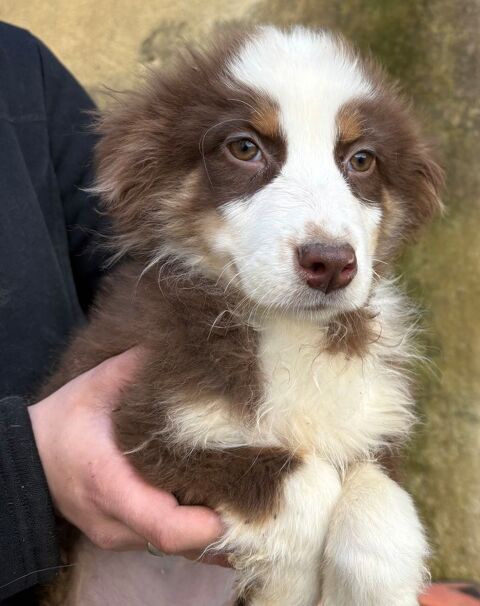 Chiot berger australien femelle 300 28400 Nogent-le-rotrou