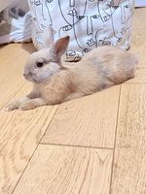   Je donne mon lapin nain de 6 mois 