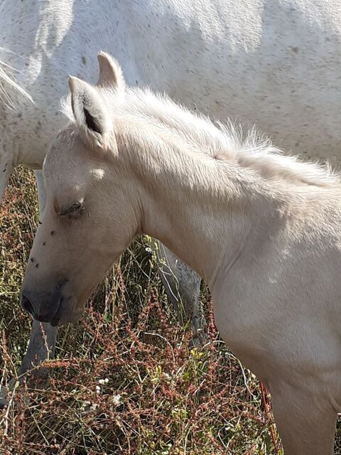 poulain 69510 Messimy