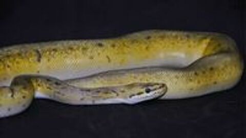   Femelle python spinner blast het pied bald  