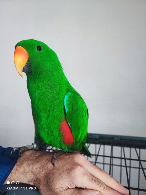 Perroquet eclectus 1200 11100 Narbonne