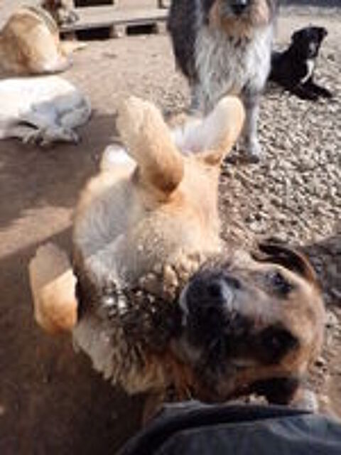  ludwig à l'adoption 