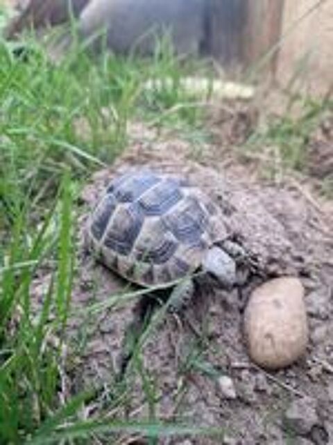   Tortue de terre  