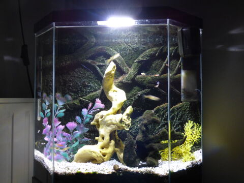 Aquarium avec accessoires et poissons  62 14000 Caen