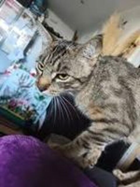   Chat CANNELLE � l adoption 