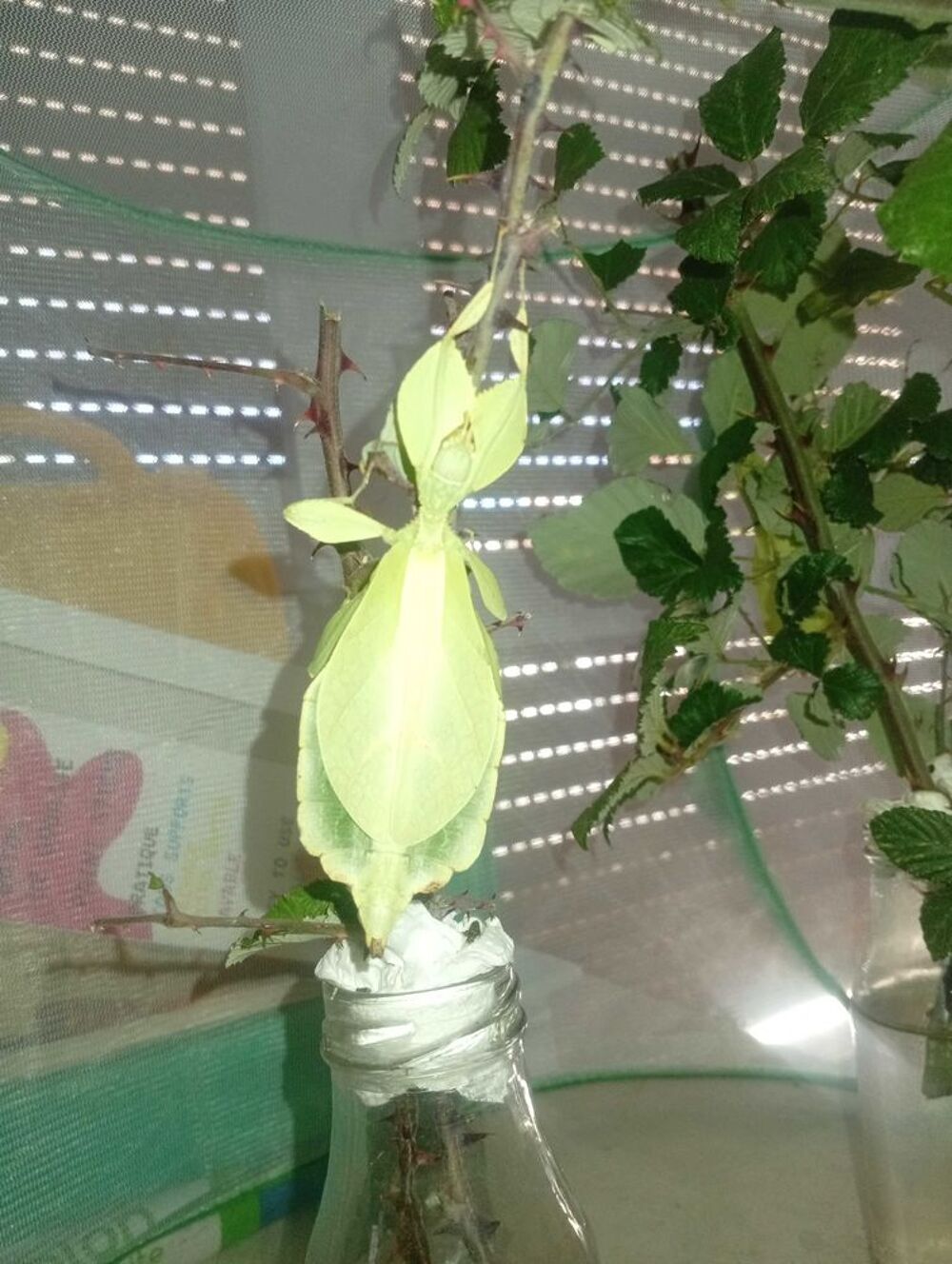 b&eacute;b&eacute;s phasmes feuilles / phyllium philippinicum Jardin