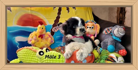 CHIOT MORKIE m&acirc;le ( bichon maltais x yorkshire) 800 41700 Le controis-en-sologne