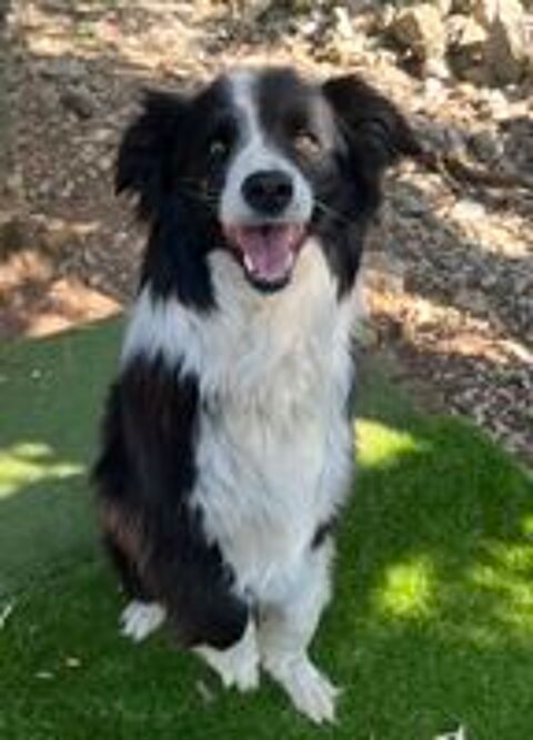   Olfi est à l'adoption! 