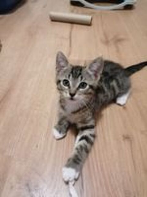   chaton femelle 2 mois à l'adoption (secteur COUTRAS 33) 