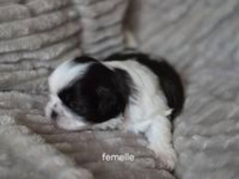   A réserver shih tzu 