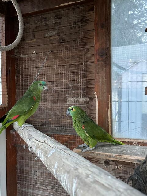 amazone &agrave; front bleu 1200 31380 Montastruc-la-conseill�re