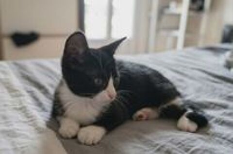   Petit Bou chaton femelle 2 mois cherche famille 