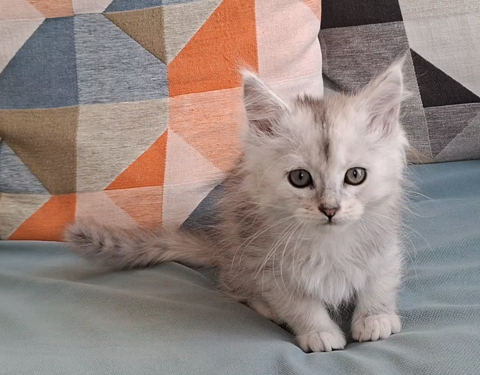 chaton m&acirc;le Maine Coon LOOF 1600 83000 Toulon