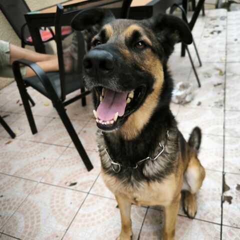 ROCKET 200 26300 Alixan