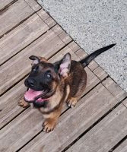   Adorable chiot femelle 