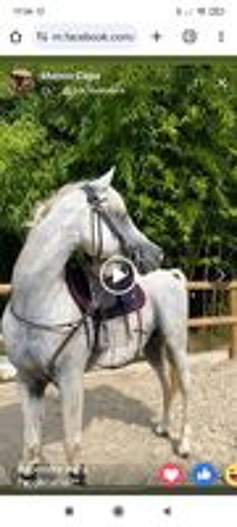   Cheval arabe  