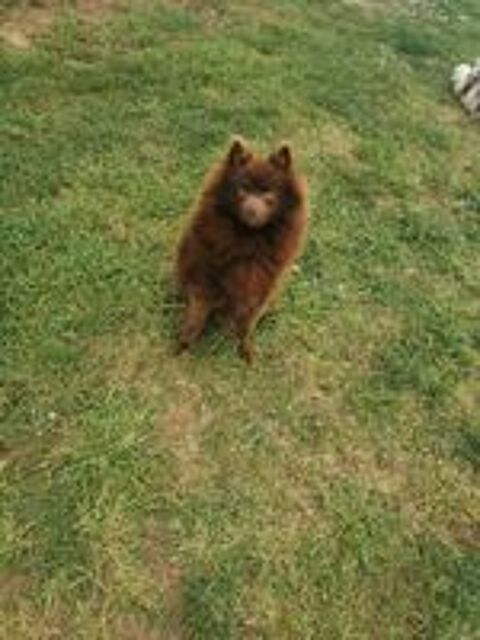   Magnifique spitz mâle  
