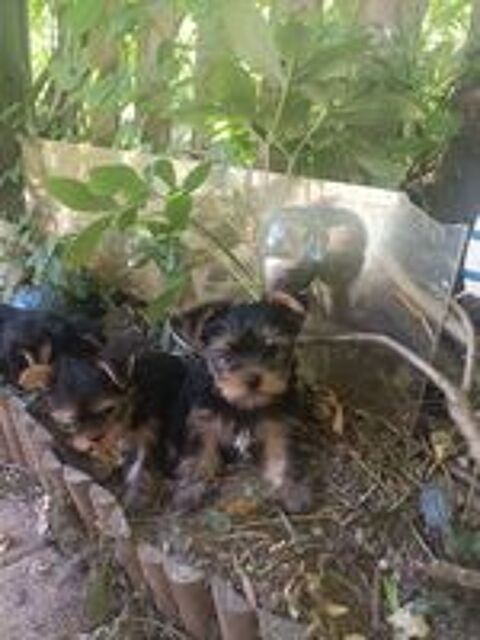   Chiots Yorkshire terrier  