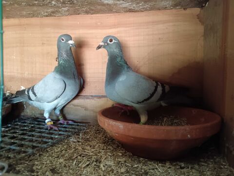 Pigeons voyageurs 26300 Bourg-de-page