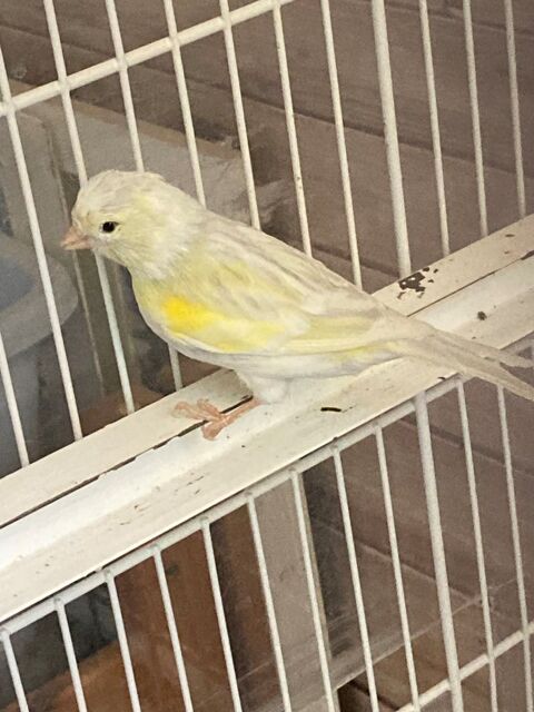 Canari  20 95330 Domont