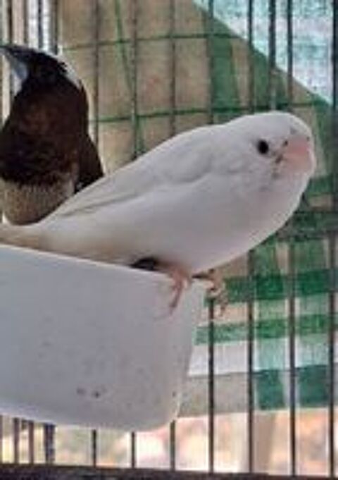   Mandarin et moineau du japon  