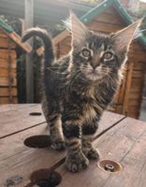   Femelle Maine Coon LOOF polydactyle 