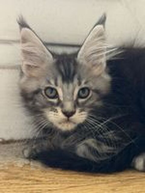   Chaton mâle Maine coon LOOF 