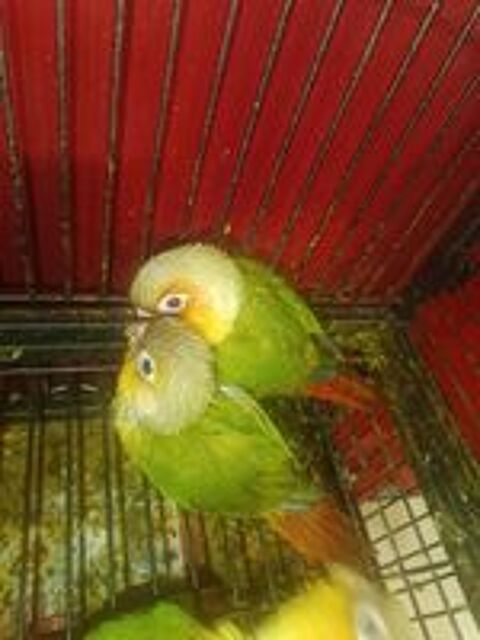   Conures eam  