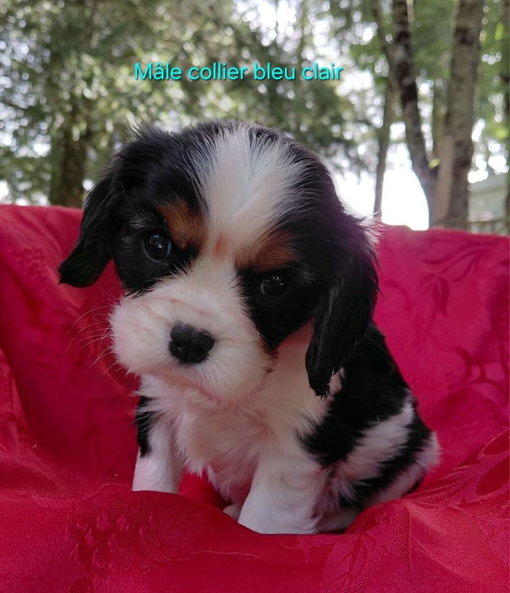   chiots Cavaliers King Charles LOF Prix 1500€ 