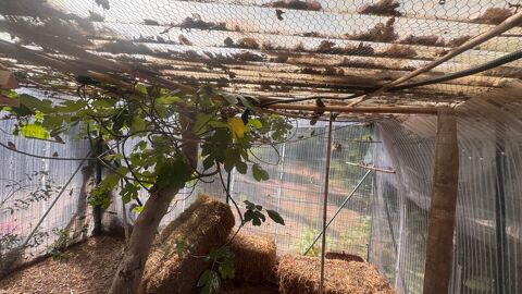 oiseaux Diamants Mandarins 15 Valbonne (06)