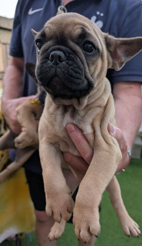 Bouledogue français fauve 900 33390 Campugnan