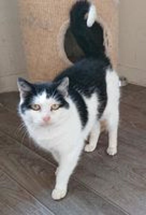   Pandore, europ�enne noire et blanche, 9 ans 