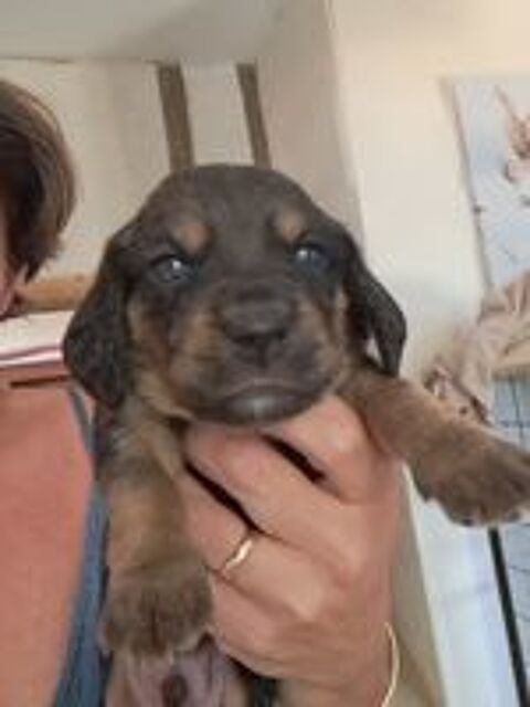   Chiot beagle x basset hound 