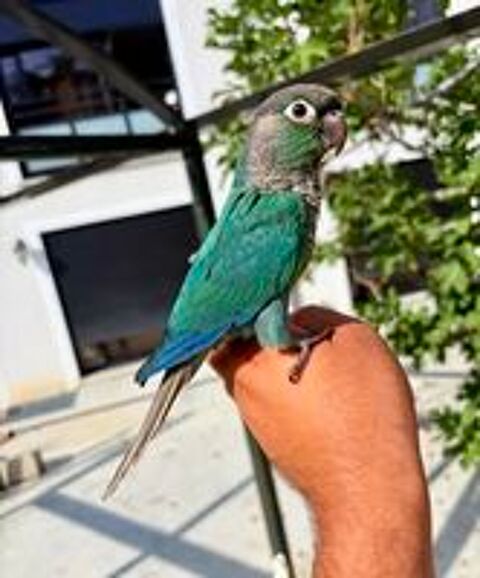   Très Belles Conure Molinaé EAM TRÈS BIEN APPRIVOISER Bagué26 