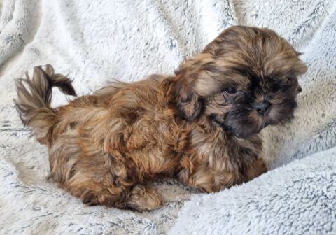 A réserver shih tzu lof 1200 17000 La rochelle