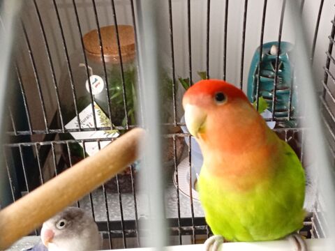 Inseparable 100 62110 H�nin-beaumont