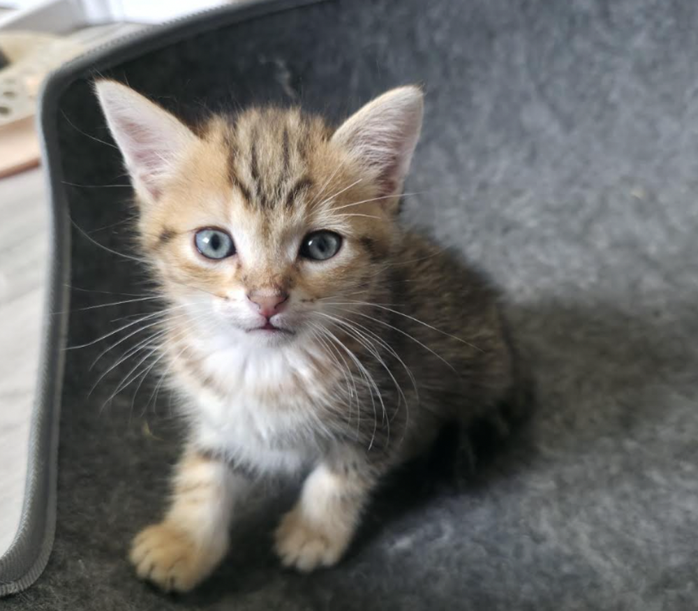   LOKI 