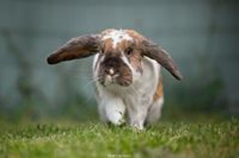   Photographe animalier pour chien, chat et NAC 