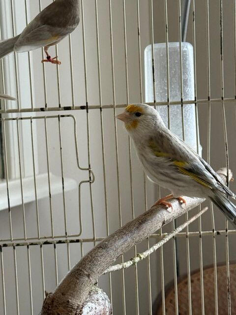 Femelle hybride 25 93330 Neuilly-sur-marne