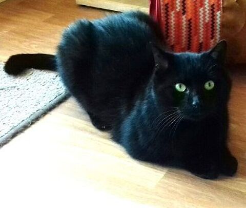 REPETO CHAT NOIR 8 ANS 195 92260 Fontenay-aux-roses