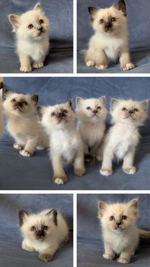 Chatons Sacr&eacute;s de Birmanie LOOF 1000 64000 Pau